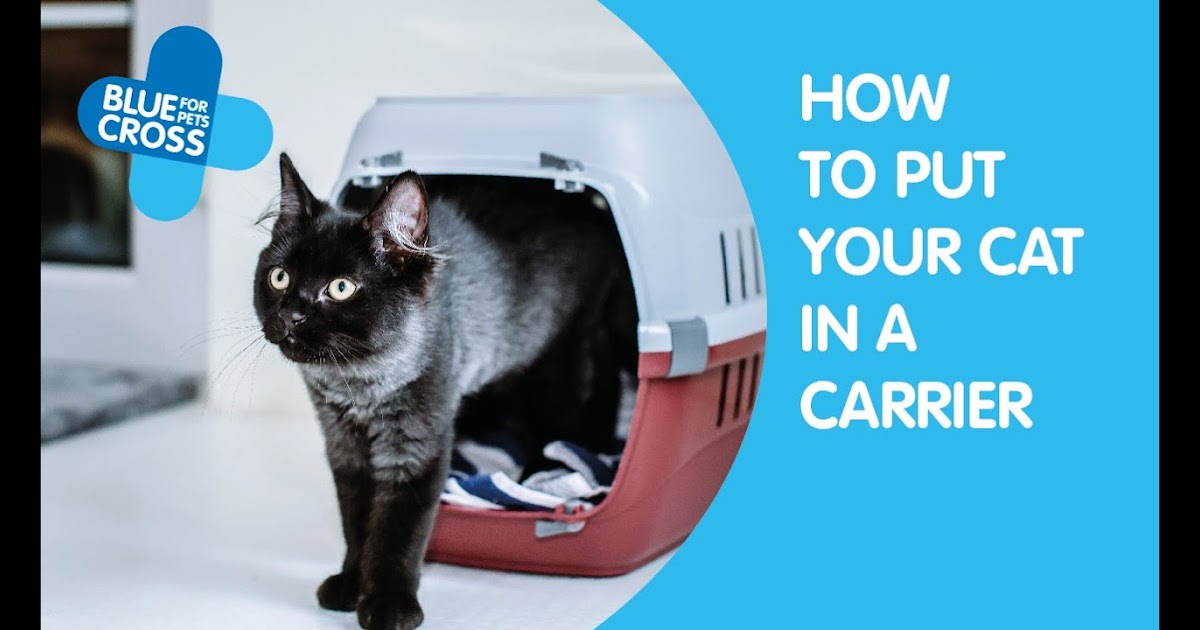 How To Trap A Cat In A Carrier
