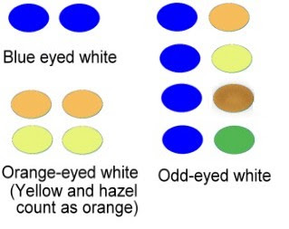 Cat Eye Color Spectrum