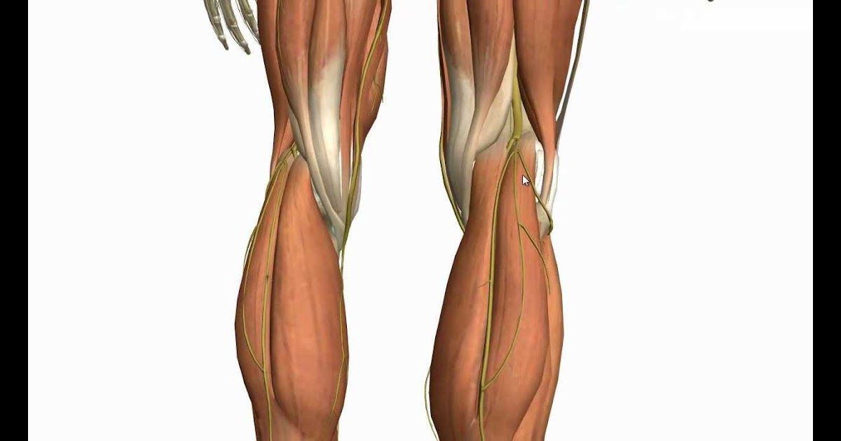 Leg Tendon Anatomy : Human Leg Muscle Anatomy - Health Images Reference