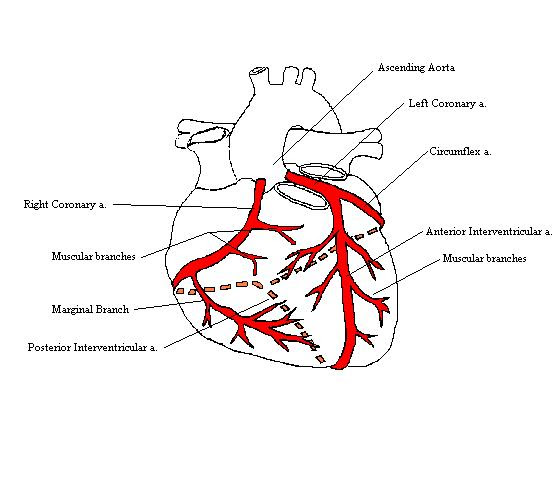 cat-veins-and-arteries-diagram