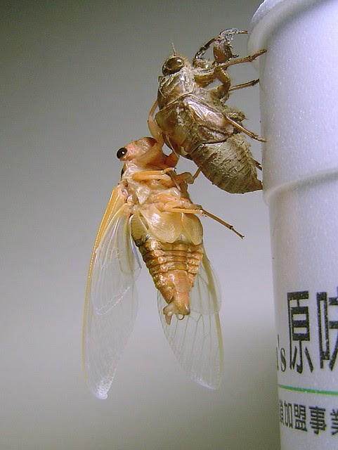 金蟬脫殼/無限台南