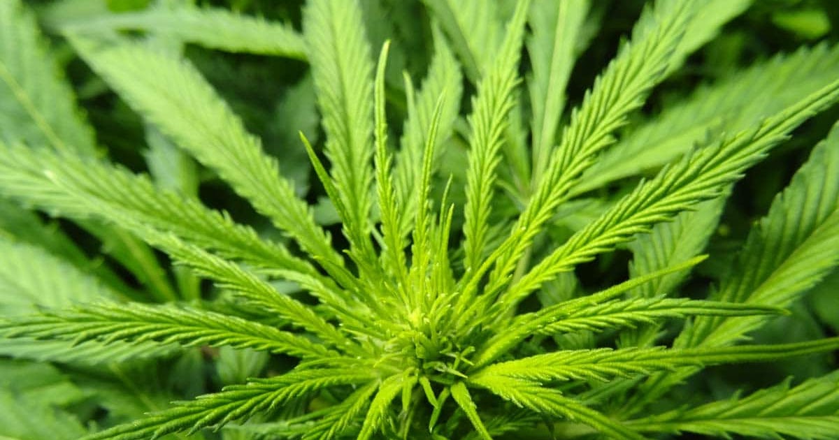 Pictures Of Weed Plants Starting To Bud PictureMeta