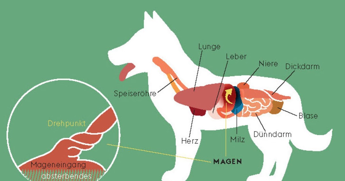 hund trinkt viel und ist schlapp