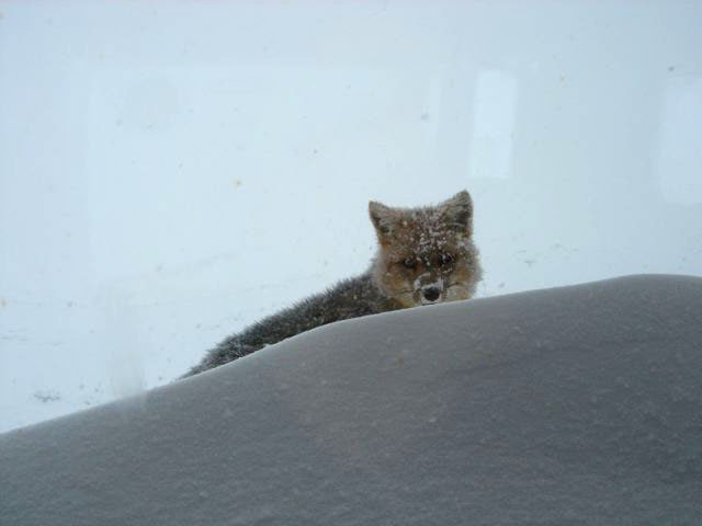 This little guy came to check out our lunch