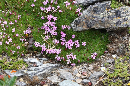 Rose Campion