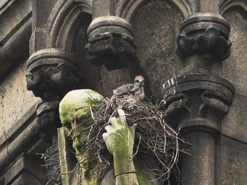Cathedral Red-Tail Nestling