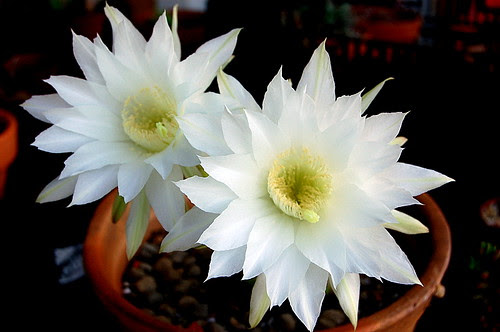 Echinopsis subdenudata