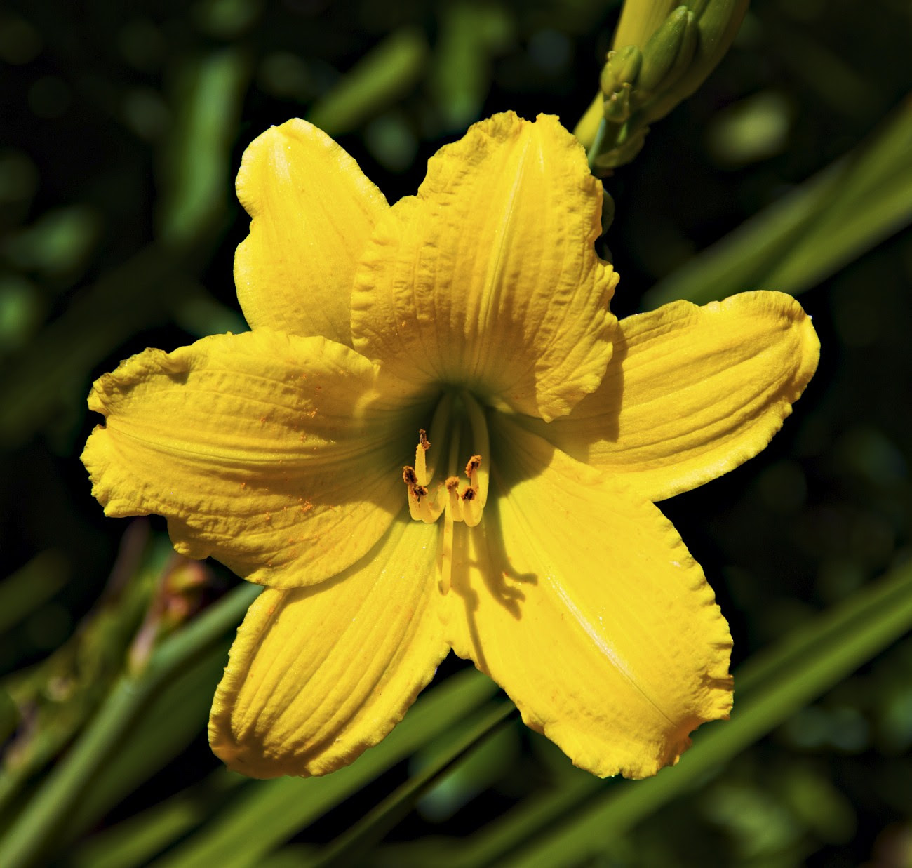 Photos of Nature: Names And Photos Of Yellow Flowers