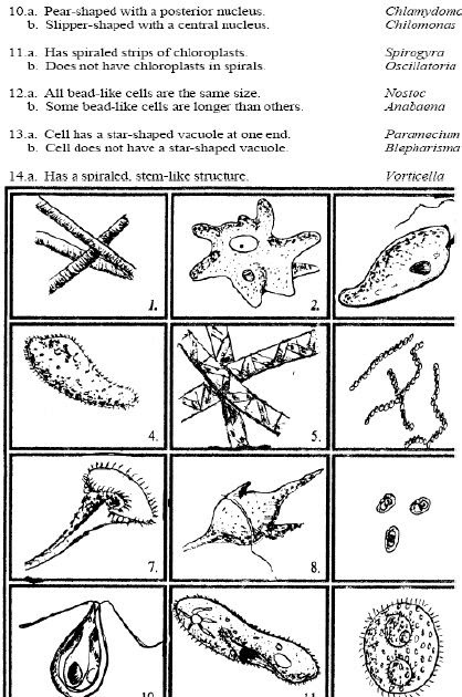 6 Kingdoms Dichotomous Key | 101 Coloring Pages