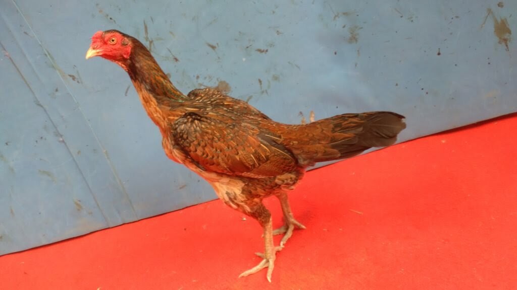 Ciri Ayam Mangon Betina Ori Ayam Mania