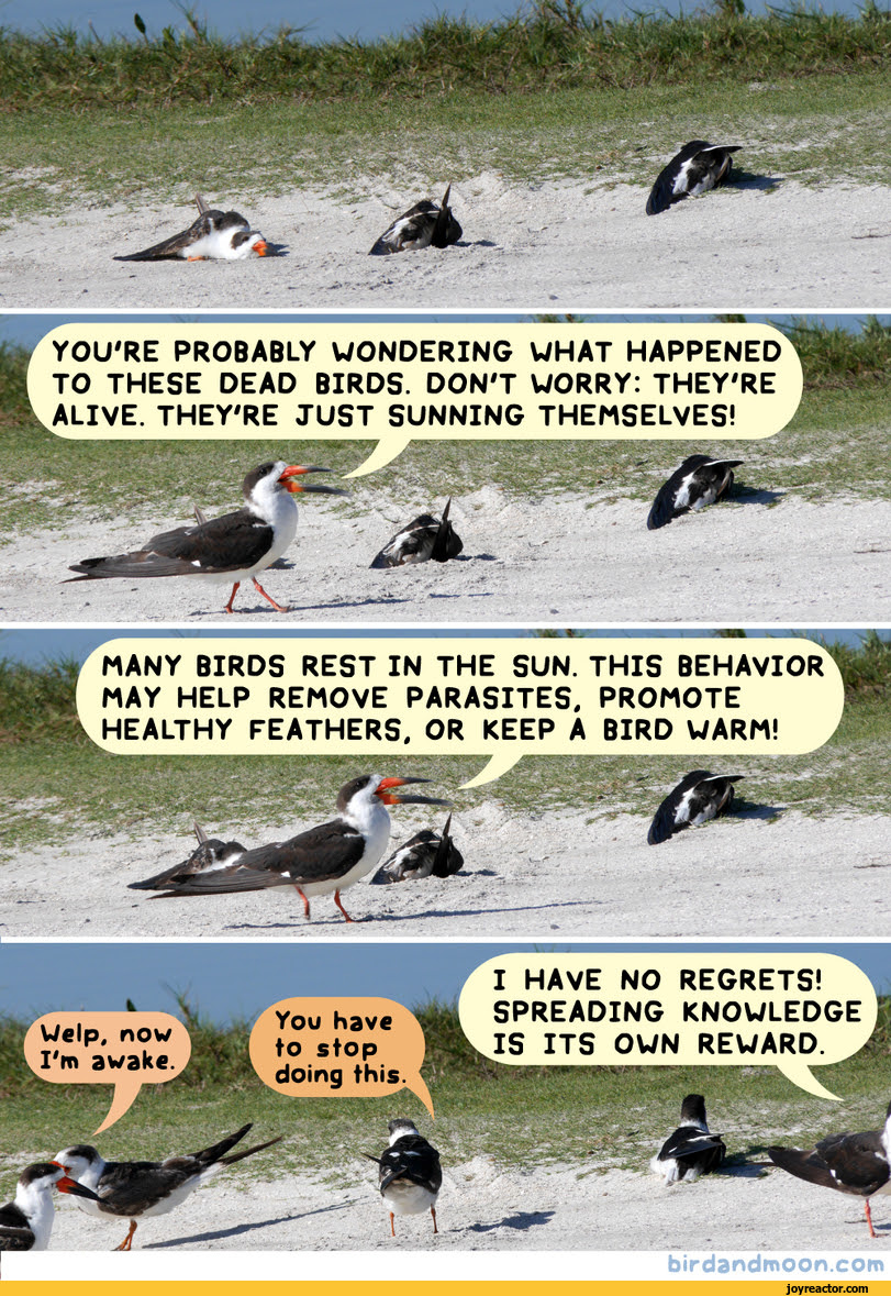 Funny Dead Bird Pictures