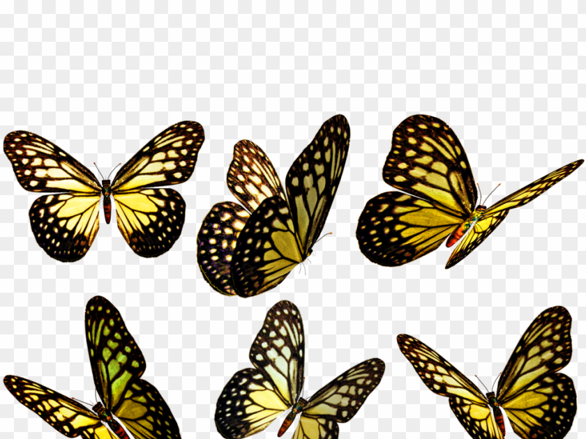 Yellow Butterfly Wallpaper Aesthetic Computer Png Pictures | Quotes and