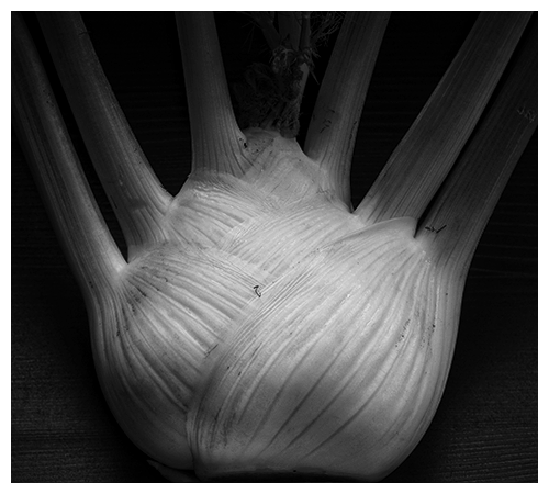 fennel© by Haalo