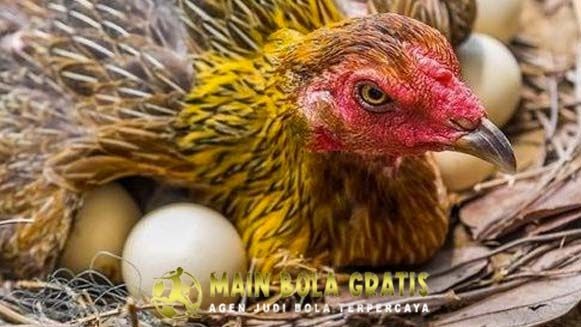 Induk Ayam Dan Anaknya - Ayam Mania