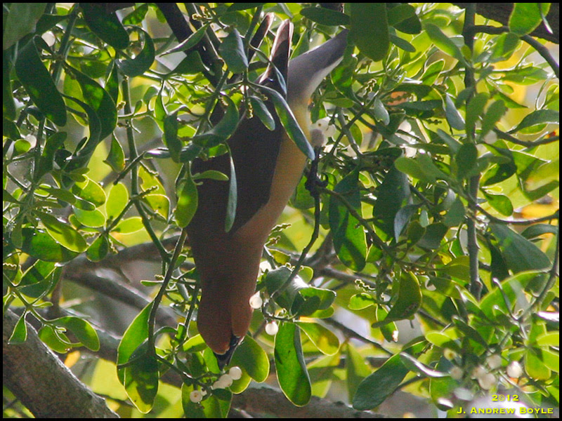 Cedar Waxwing Cedar Waxwing