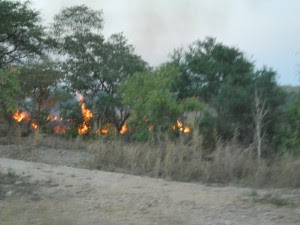 clearing forest