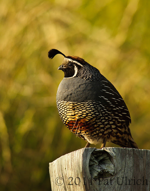 Male California quail - Pat Ulrich Wildlife Photography