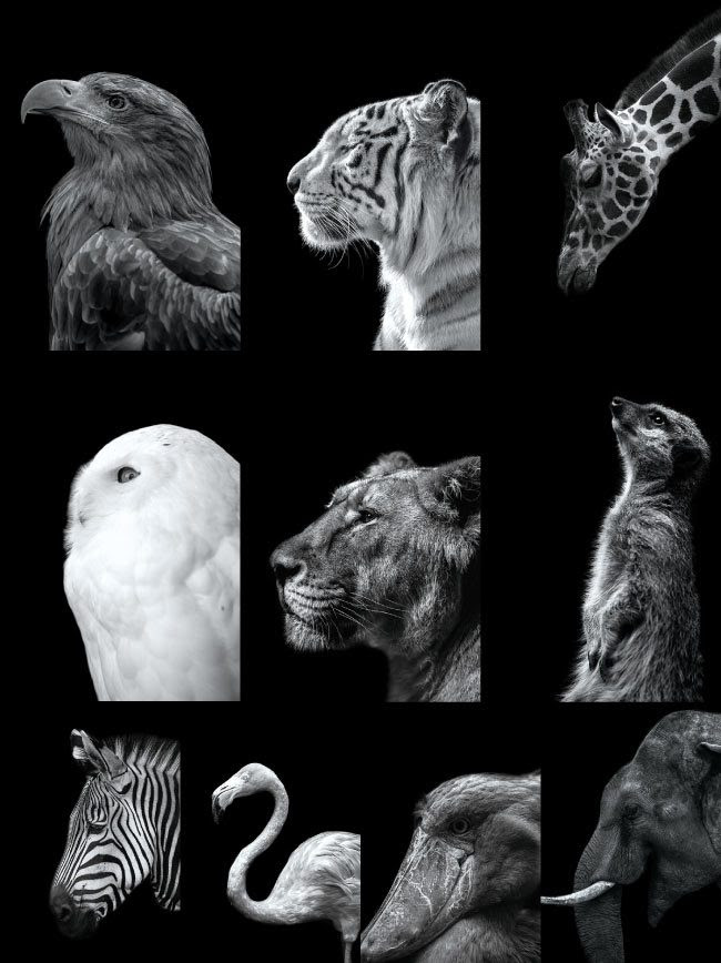 動物画像無料 元のかっこいい 画像 白黒