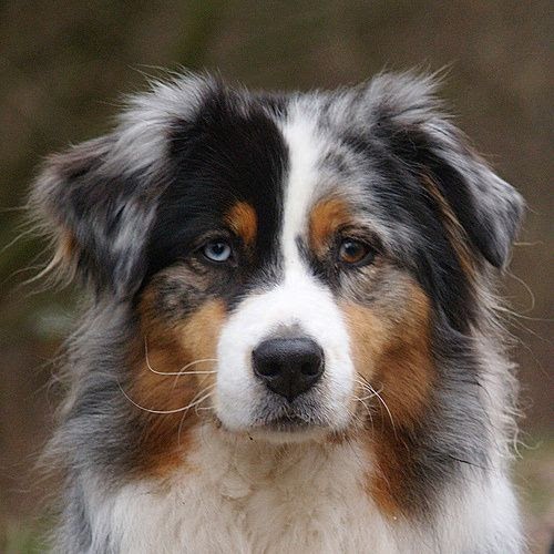 quoka hunde bayern