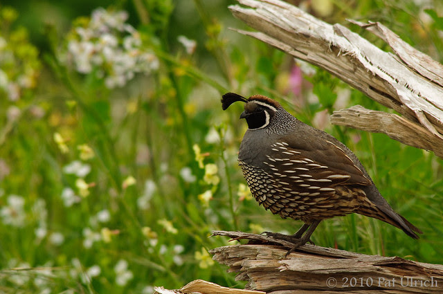 Quail at Tomales Point
