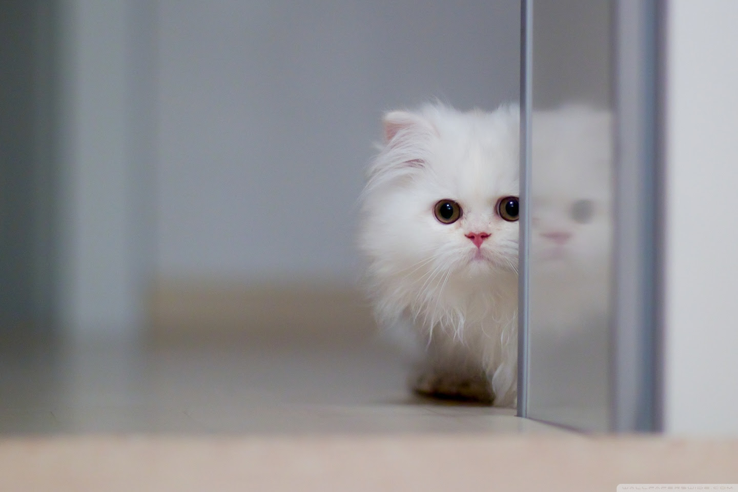 Cute White Cat ❤ 4K HD Desktop Wallpaper for 4K Ultra HD TV