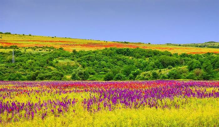 spring flowers