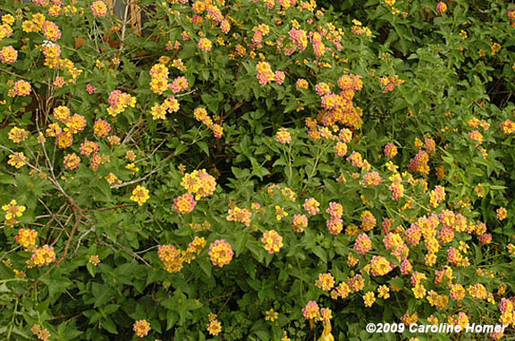 lantana