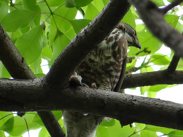 鳳頭蒼鷹/無限台南