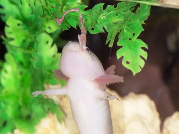 How Much Food Do Axolotls Eat - KWHATDO