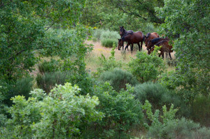 Retuertas horses living wild in the Campanarios de Azaba Reserve
