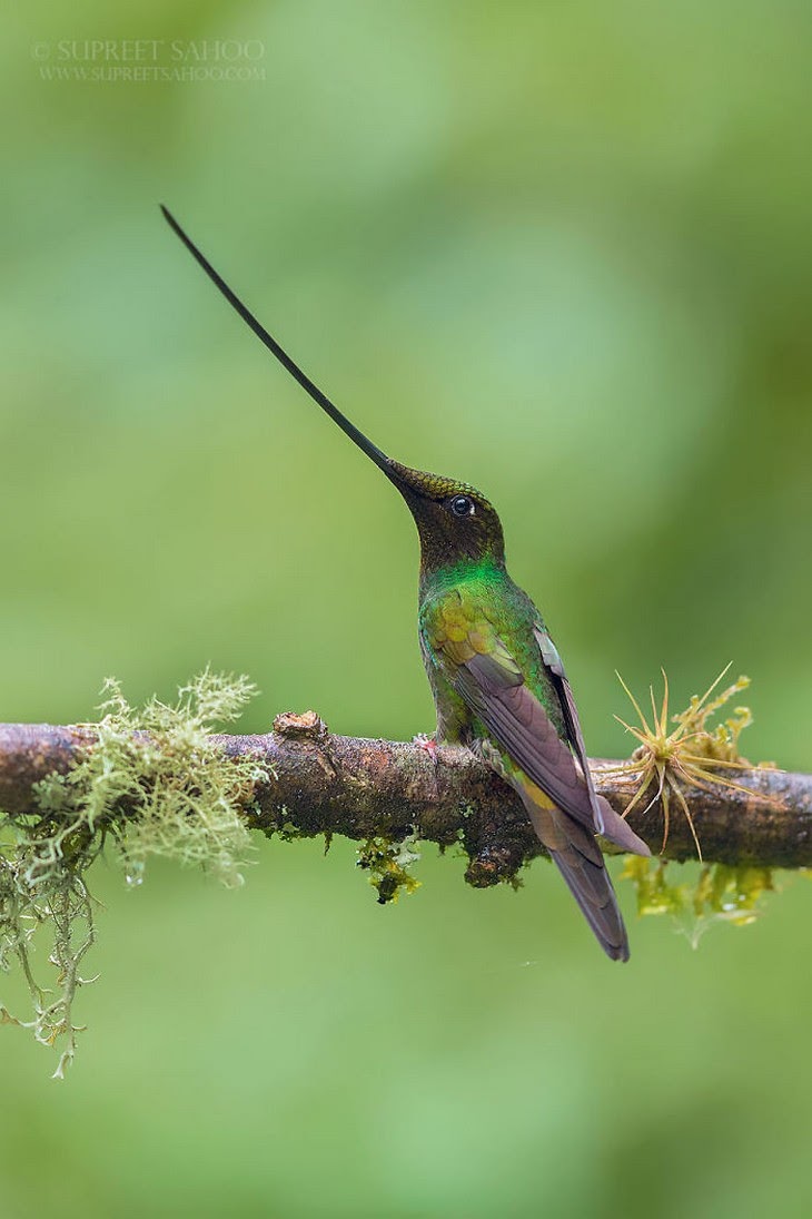 12. Sword-Billed Hummingbird