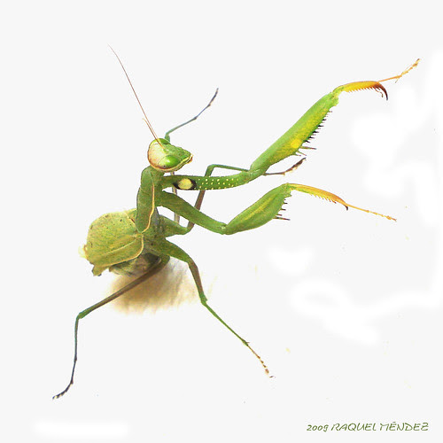 A-mantis para siempre (tal cual pero menos)