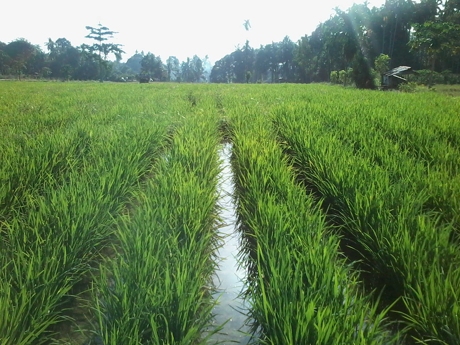 25 Gambar Petani Menanam Padi Di Sawah Foto Pemandangan Hd