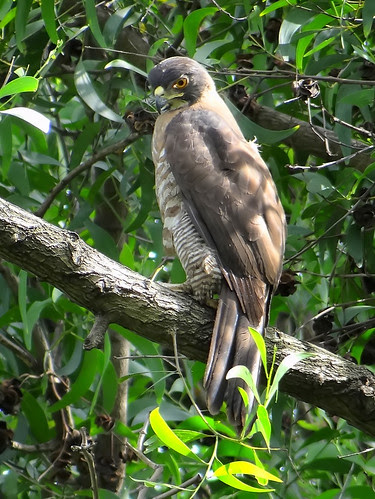 鳳頭蒼鷹/無限台南