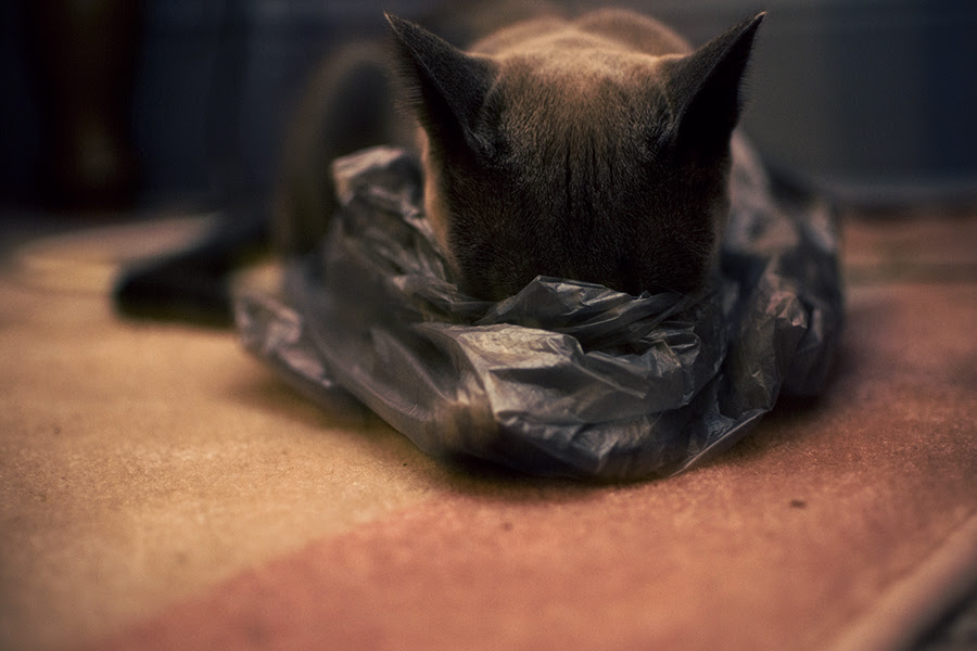 bag cat