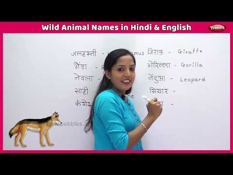 Wild Animal Names in Hindi and English | Learn English Through Hindi