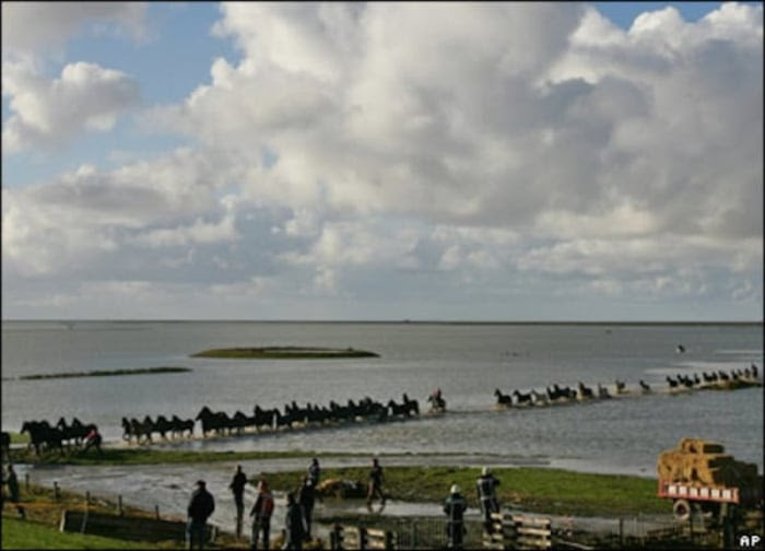 Personas salvando a algunos caballos en Marrum, Holanda