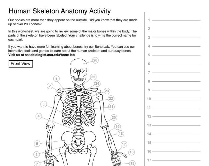 Bone Anatomy Crossword : If You Are Seeing This Message That Means