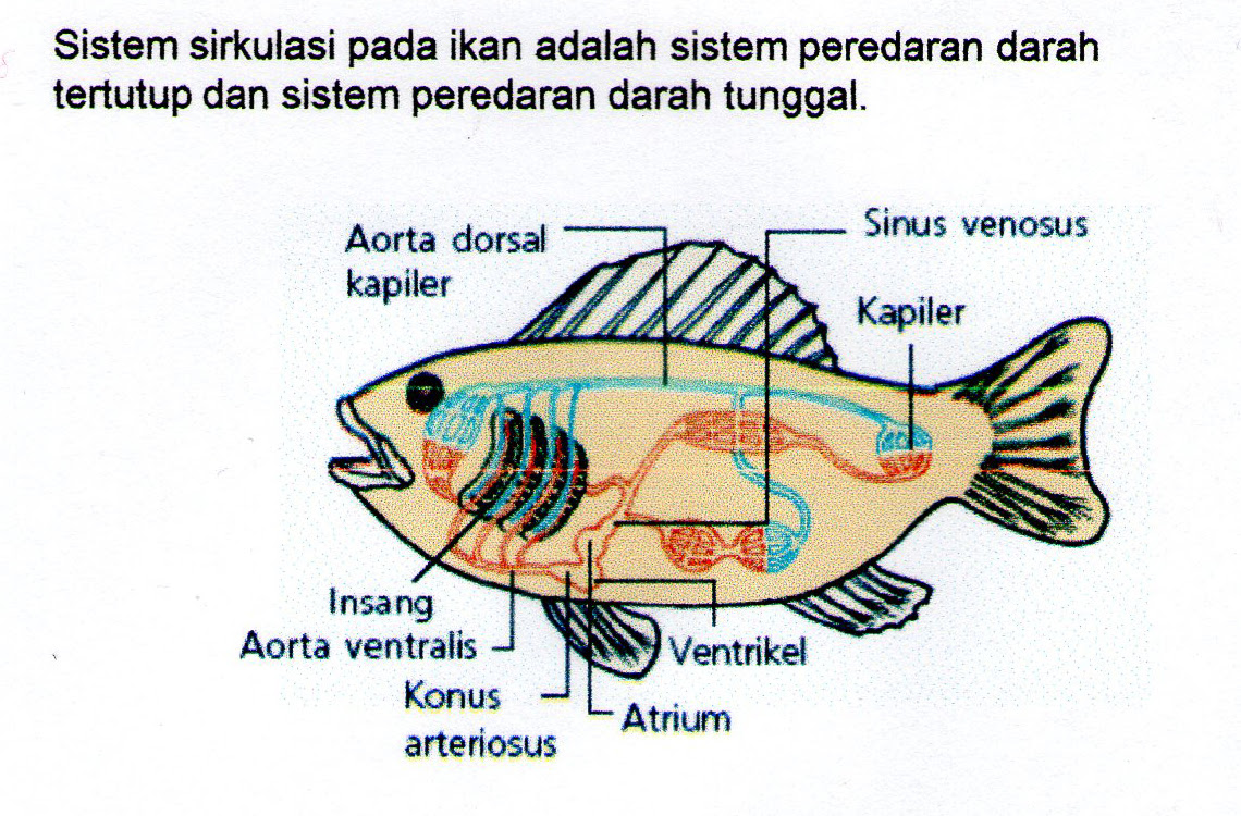 Info Baru 25+ Alat Pernapasan Hewan Ikan