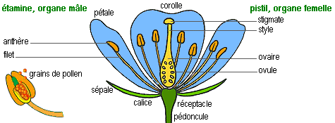 les fleurs, sous leurs aspects humbles ou éclatants, ont pour fonction première la reproduction sexuée.
