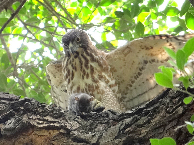 鳳頭蒼鷹/無限台南