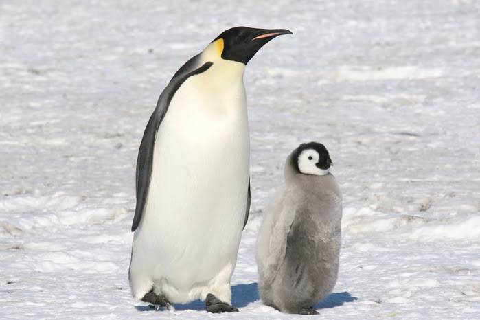 penguins19 (700x466, 238Kb)