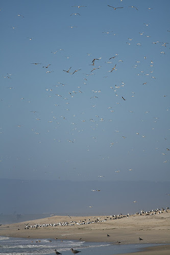 The Birds!