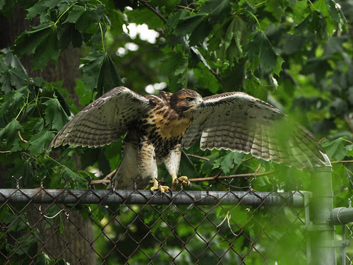 Cathedral Red-Tail Fledgling (#1?)