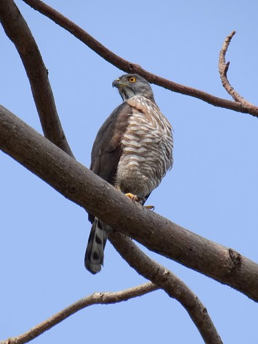 鳳頭蒼鷹/無限台南