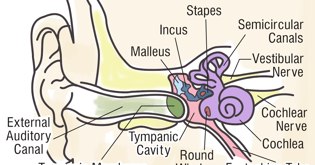Ear Diagram And Label - Human Anatomy