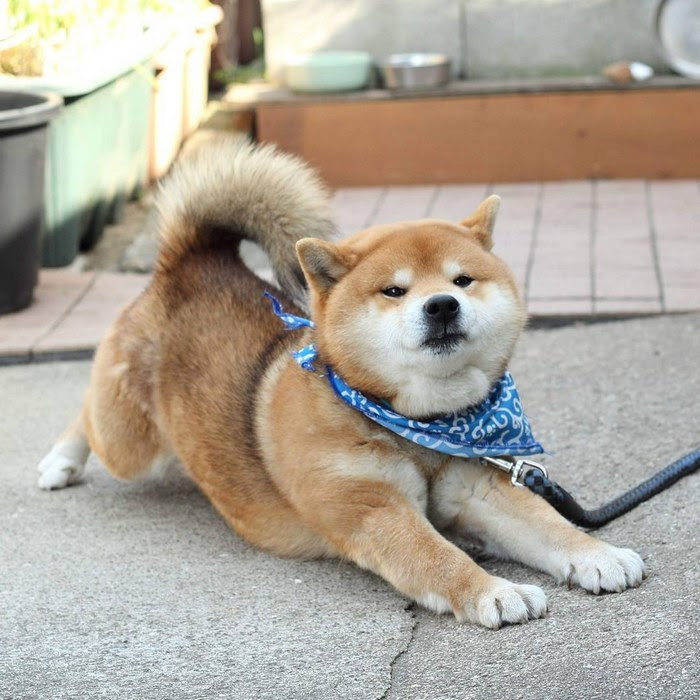 cute-dog-shiba-inu-ryuji-japan-18