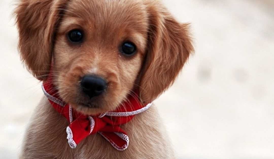 Best Puppy Wallpapers For Mobile : Page 2 for puppy wallpapers in ultra