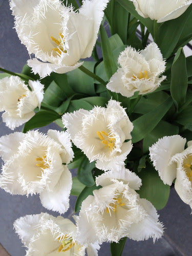 Keukenhof - frilled white tulipss