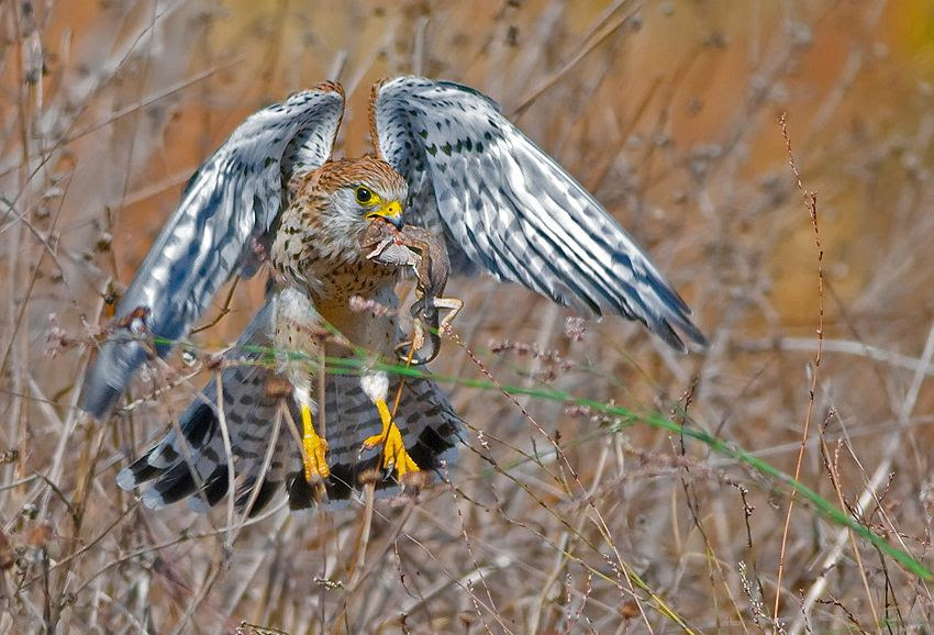 Fascinating photos of birds from the photographer Zander Yaqui